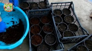 Весенние анемоны: от А до Я. Ветреница  корончатая от посадки клубней и до цветения, и не только...