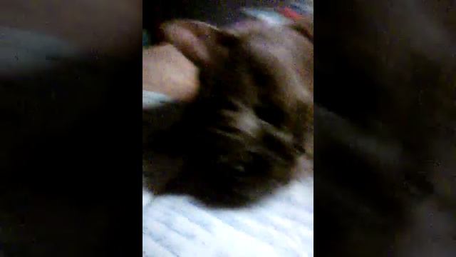 Кошка сходит с ума! смотреть онлайн
