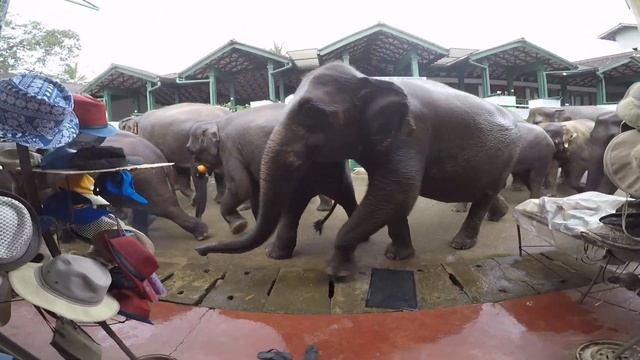 Elephant attack !! Pinnawala Elephant Orphanage. Sri Lanka смотреть онлайн