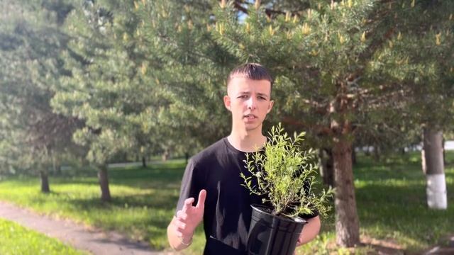 Спирея серая Грефшейм - инструкция по выращиванию смотреть онлайн