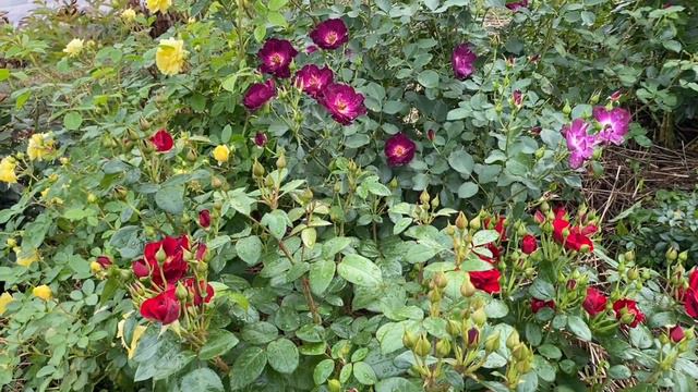 Noir Desir is impressive floribunda rose in rich red velvet colour. Second year in Ukrainian garden смотреть онлайн