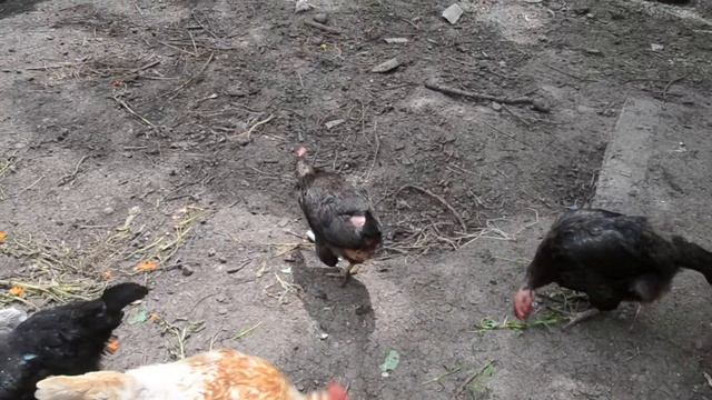 Куры в курятнике Видео для детей смотреть онлайн