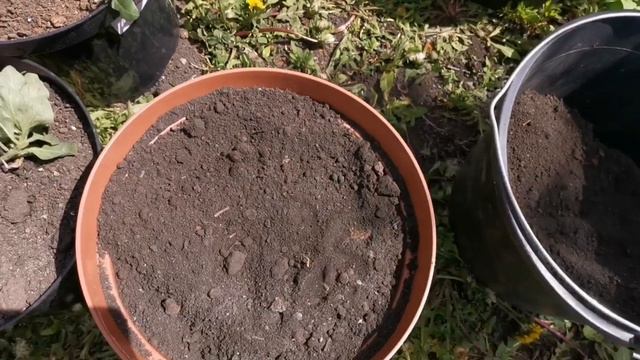 Мой Выбор Грунта для Петунии на пмж! Три "начинки" 2022 смотреть онлайн