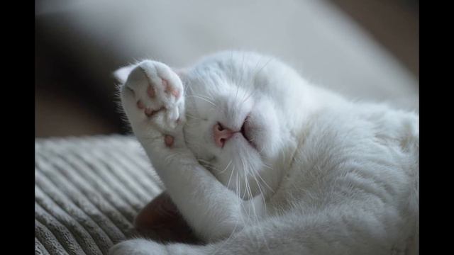Прикольные животные Котики смотреть онлайн