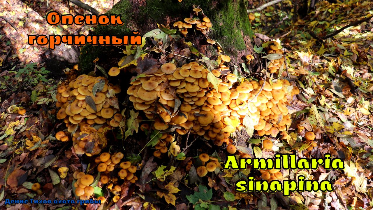 Опенок горчичный | Armillaria sinapina смотреть онлайн
