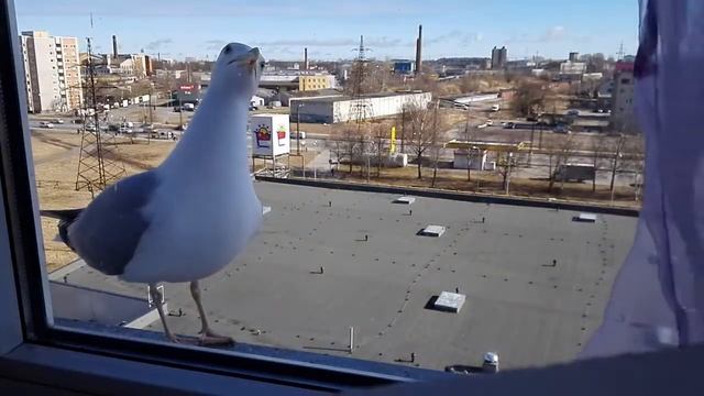 Прикол, дикие животные, офигеть. Чайка просит еду, ручная птица, смотреть онлайн