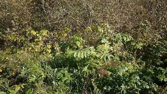 Сердцевидные орехи