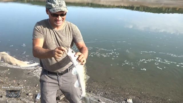 Судак Щука в октябре ! На живца.2020. смотреть онлайн