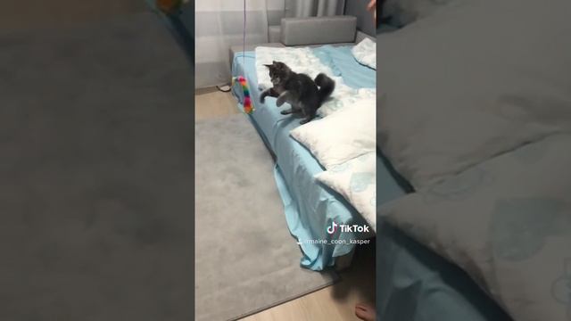 Большой кот. Мейн-кун. Кот с кисточками на ушах. Каспер. Котенок играет. Охота. Кот и шарик. Часть смотреть онлайн