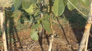 Лучшее время для обрезки ореха