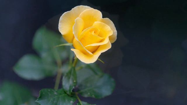 [Danish Rose] Mysore Rose 2022