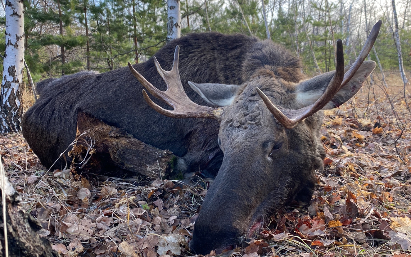 ДОБЫЛИ ЛОСЯ. смотреть онлайн