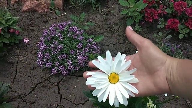 Нивяник - чудесный цветок смотреть онлайн