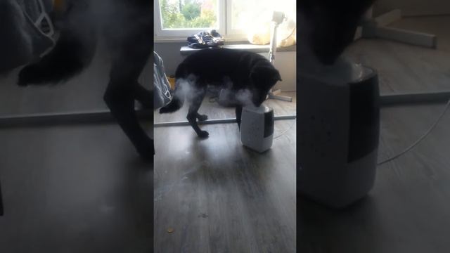 Собака и увлажнитель воздуха смотреть онлайн