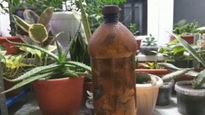 Бугенвиллия любит коричневые бутылки❤Удачное укоренение осенью?Получится ли коса из бугенвиллии?