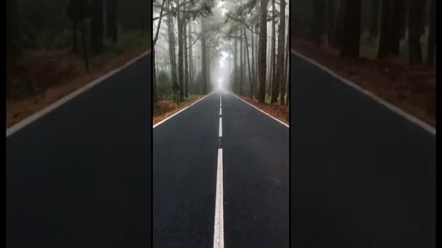 Загадочный лес на острове Тенерифе, Канарские острова В мире природы смотреть онлайн