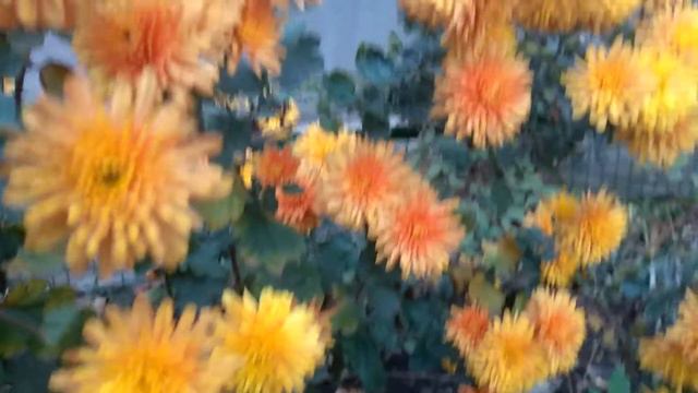 #ХРИЗАНТЕМЫ АЛЕНУШКА-ЦВЕТЫ ОСЕНИ#reallife