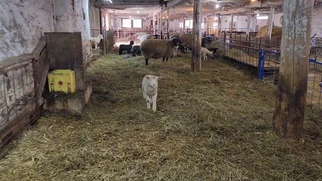 Sheep Farming: Weaning The Dorset Sheep