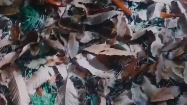 Пение птиц, журчание ручья, осенний лес,релакс.Splendida Italia. Natura. смотреть онлайн