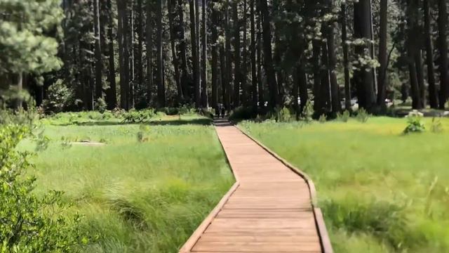 Native Western Rhododendron at Yosemite Falls, Rhododendron occidentale смотреть онлайн
