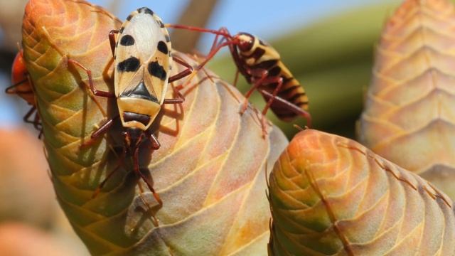 Welwitschia: One Of The Oldest Living Plants In The World смотреть онлайн