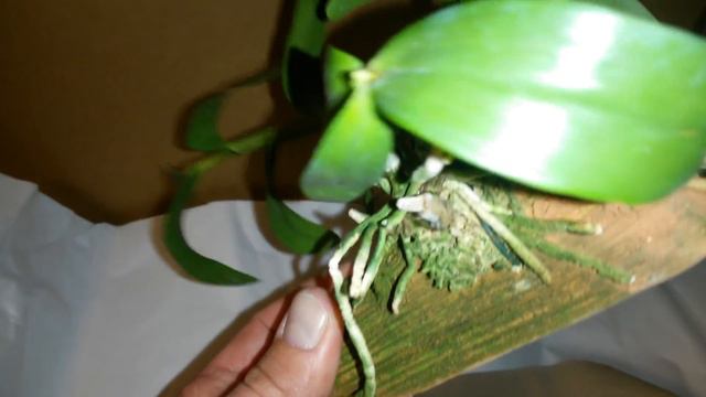 Очень классные Орхидеи 😊посылка от Швертера смотреть онлайн