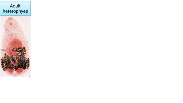 GIT module practical (Projector Trematodes) смотреть онлайн