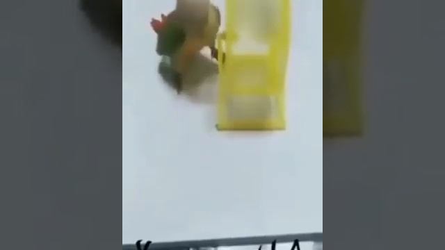 Попугай раскрутил хомяка в беговом колесе под песню не снится нам ни рокот космодрома смотреть онлайн
