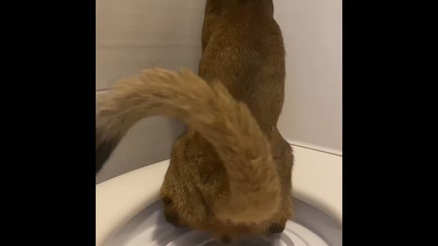 Абиссинец писает на унитаз смотреть онлайн