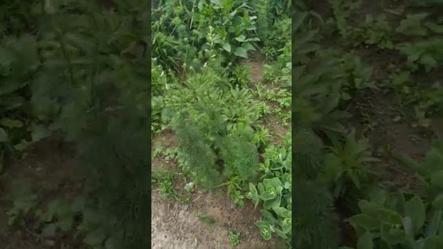 Скрытная тайна гвоздики + Любимые цветы: Канал вернулся! смотреть онлайн