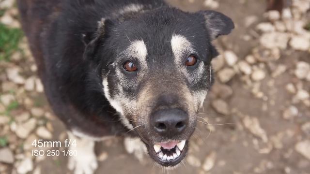 Sigma 17-50mm F/2.8 - Обзор лучшего зум объектива до $500