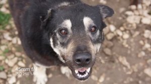 Sigma 17-50mm f/2.8 - Обзор лучшего зум объектива до $500