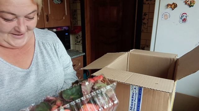 ?Счастье цветовода.?Посылочка с АгроВиолы.?Распаковка.❤ смотреть онлайн