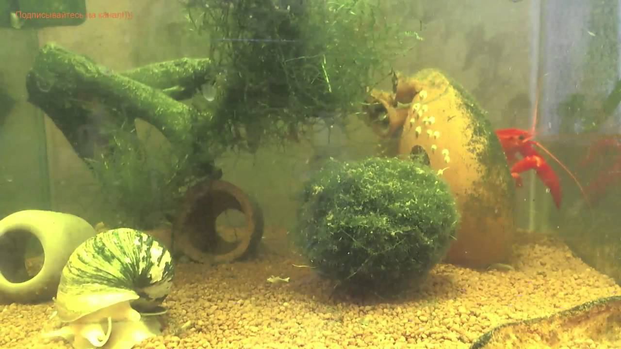 Мексиканский карликовый оранжевый рак ( Cambarellus patzcuarensis sp. Orange ) смотреть онлайн