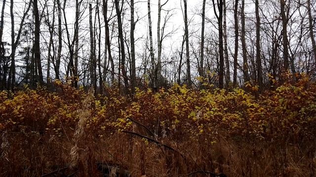 За городом. Ноябрь 2023 смотреть онлайн