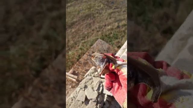 Разбудил летучих мышей. смотреть онлайн