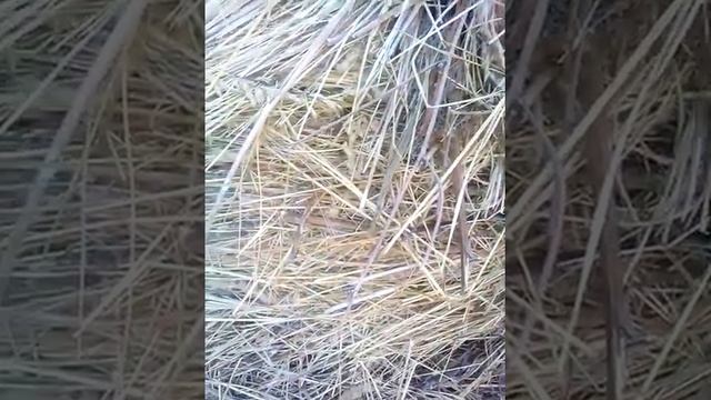 Едем за детьми.Выбираем правильно сено! смотреть онлайн