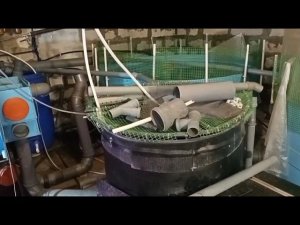 Итоги 2023 года, выращивание африканского сома.