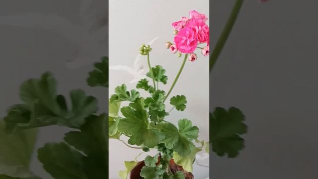 Survivor Idols Rosalinda, пеларгония (герань) куст N1 смотреть онлайн