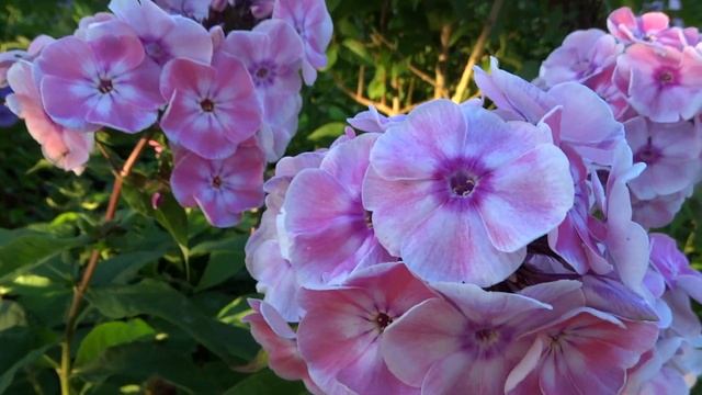 Флокс метельчатый Татьяна. Автор: В.В.Корчагин, В.Г.Борисова Год: 2011. смотреть онлайн