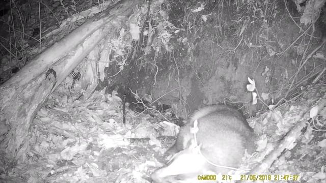 Сон барсука (седой дятел и барсук) / REAL animals смотреть онлайн