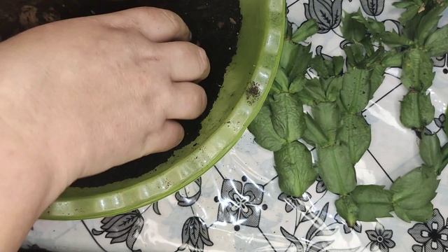 Крик о помощи Декабрист (шлюмбергера) погибает смотреть онлайн