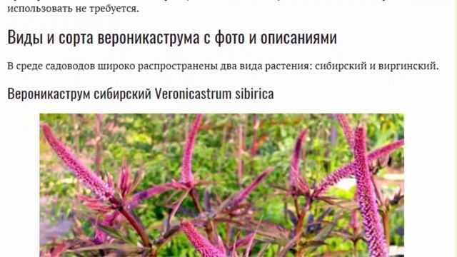 Вероникаструм посадка и уход Размножение Популярные сорта смотреть онлайн