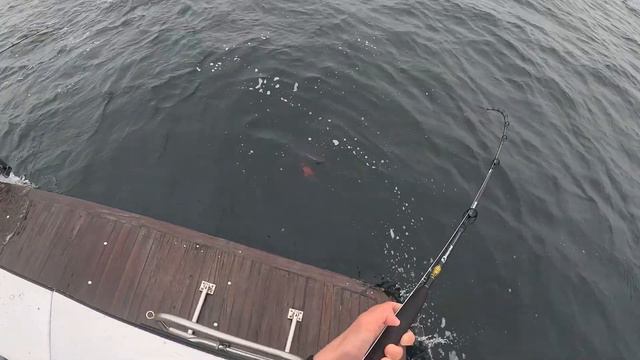 WIDE OPEN ACTION! Chasing Giant Sheepshead in San Nicolas Island! смотреть онлайн