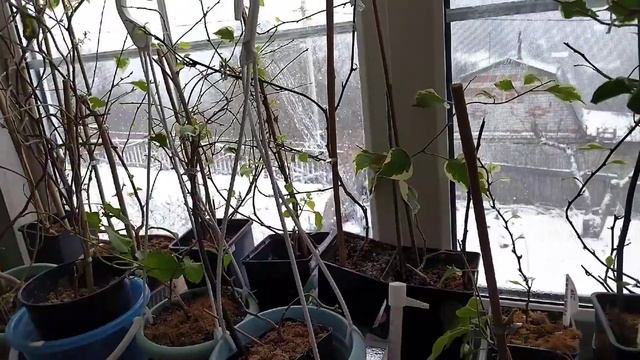 Урааа, бугенвишки мои выздоровели. тттт смотреть онлайн