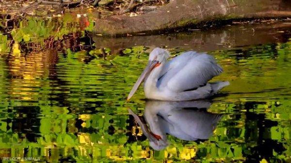 Cute Baby Animals - A Melody Of Cuteness In The World Of Cute Baby Animals With Relaxing Music