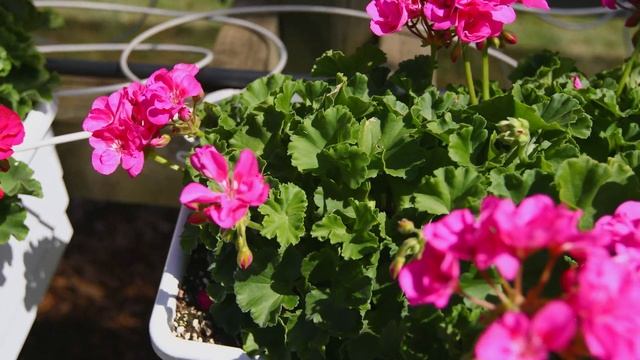 Pelargonium Zonale Sunrise