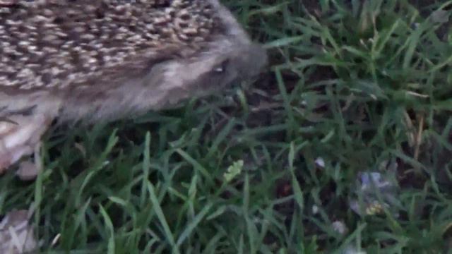 Нас и здесь неплохо кормят. смотреть онлайн