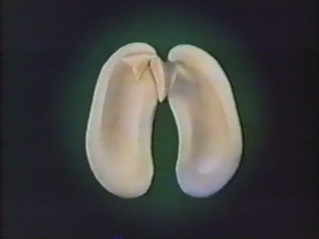 Биология. Строение и жизнедеятельность растений. Строение семян смотреть онлайн