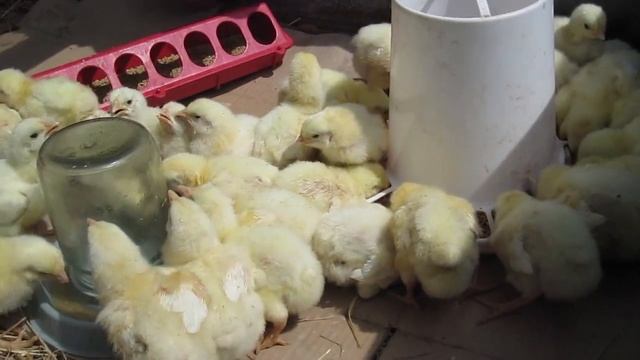 Выращивание бройлеров в домашних условиях часть первая и последняя. смотреть онлайн
